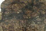 Chondrite Meteorite ( g) Slice with Shock Veins - Morocco #227976-1